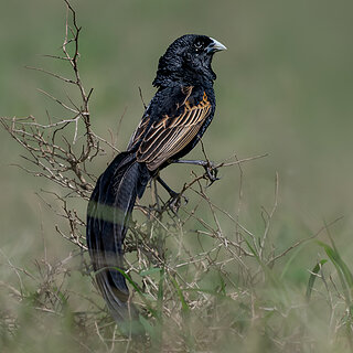 Solio - Jacksons widowbird